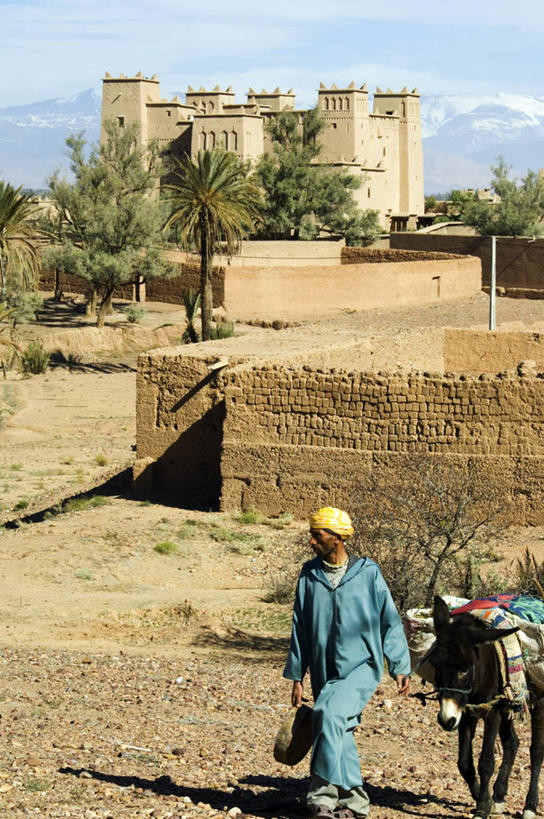 成年人,竖图,非洲,摩洛哥,动物,摄影,地中海文化,北非,驴子,男人,男性,彩图