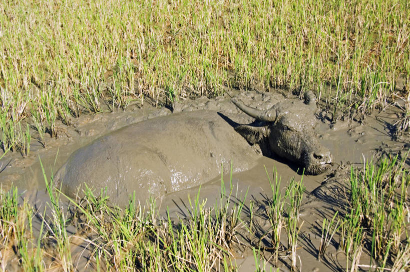 无人,农场,横图,室外,农业,美景,山,菲律宾,亚洲,稻田,地形,景观,田地,自然,动物,家畜,景色,摄影,东南亚,宁静,泥,酷,自然风光,吕宋岛,野牛,水牛,彩图
