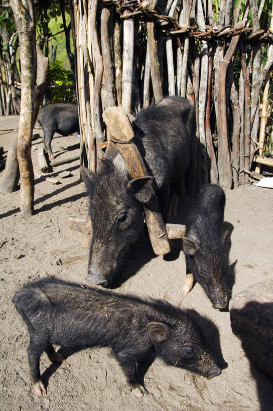 无人,竖图,纯洁,猪,菲律宾,亚洲,扁担,小猪,水笔,锁,动物,可爱,童年,童趣,摄影,东南亚,幽默,童真,烂漫,无邪,恶作剧,吕宋岛,天真,彩图,传统文化