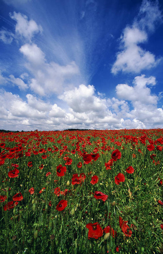 无人,竖图,彩色,室外,英国,欧洲,田地,云,英格兰,花,花瓣,红色,蓝色,天空,夏天,摄影,五颜六色,色彩斑斓,西欧,记忆,五彩缤纷,大不列颠,大不列颠及北爱尔兰联合王国,大不列颠及爱尔兰联合王国,五彩斑斓,萨塞克斯,萨塞克斯郡,苏塞克斯,五光十色,东萨塞克斯郡,刘易斯,彩图,大不列颠王国,大英帝国,联合王国,日不落帝国