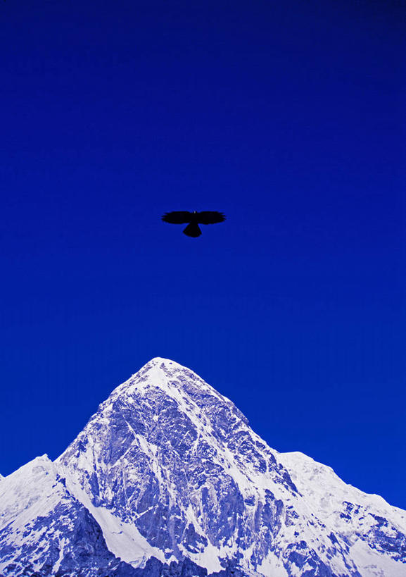 无人,竖图,室外,自由,山,山脉,雪,雪山,鸟,尼泊尔,亚洲,鸟类,山顶,飞,树,黄色,黑色,摄影,国家公园,喜马拉雅山脉,灵性,红嘴山鸦,山鸦,珠穆朗玛峰国家公园,彩图