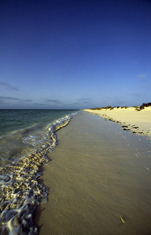 无人,竖图,自由,海洋,水,阿曼,螃蟹,沙子,天空,波浪,摄影,退潮,波斯湾,鬼蟹,海滩,彩图