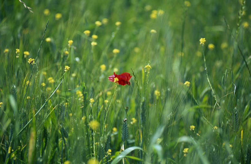 无人,横图,室外,农业,牧场,草地,美景,意大利,欧洲,景观,田地,野花,草,花,黄色,红色,绿色,自然,春天,景色,摄影,自然风光,托斯卡纳区,圣吉米尼亚诺,彩图