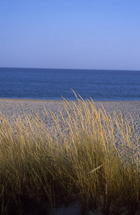 无人,竖图,室外,海洋,河流,植物,葡萄牙,欧洲,沙子,海岸线,草,摄影,海草,伊比利亚半岛,潟湖,海滩,彩图,阿沃尔,河口