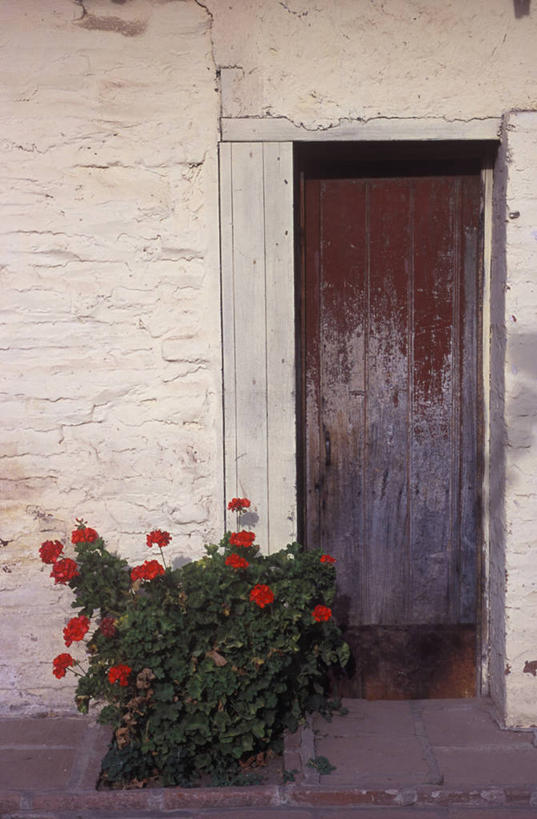 无人,竖图,植物,门,智利,地面,花,红色,南美,摄影,天竺葵,拉丁美洲,彩图