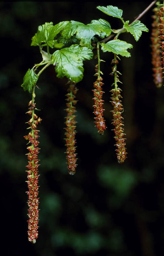 无人,竖图,室外,植物,野生动物,叶子,智利,吊挂,悬挂,挂,花,红色,自然,南美,摄影,拉丁美洲,彩图,雨林,温带雨林