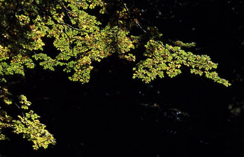 无人,横图,室外,白天,叶子,日光,智利,树荫,树,绿色,动物,南美,摄影,拉丁美洲,百内国家公园,彩图