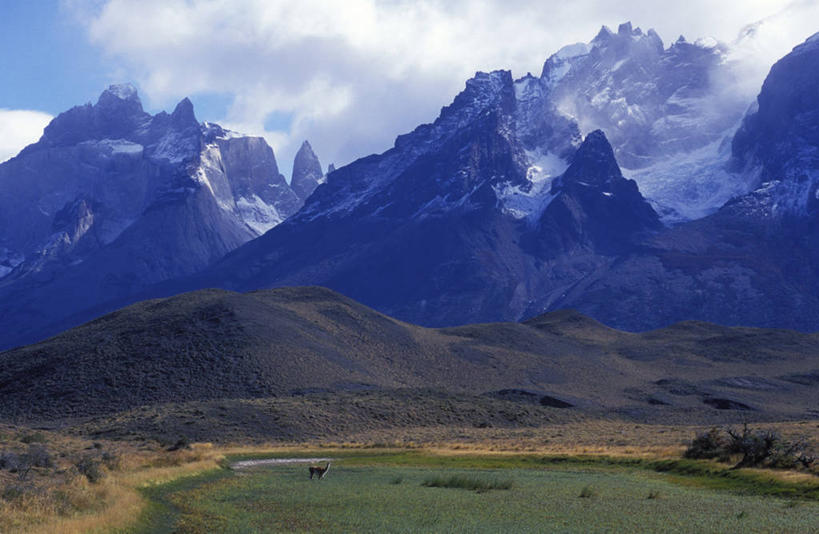 无人,横图,室外,山,山脉,水,雪,雪山,哺乳动物,野生动物,智利,草,动物,平原,南美,摄影,拉丁美洲,大羊驼,百内国家公园,彩图