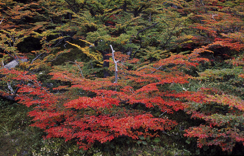 无人,横图,室外,智利,花,红色,自然,动物,南美,摄影,灌木,拉丁美洲,山毛榉树,百内国家公园,秋天,彩图