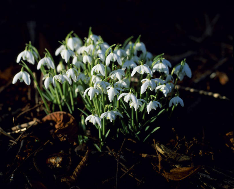 无人,横图,植物,蔬菜,英国,欧洲,新鲜,泥土,食品,英格兰,花,食物,白色,花束,春天,摄影,有机食品,绿色食品,脆弱,雪花莲,彩图,美人