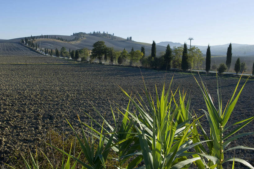 无人,农场,横图,室外,农业,美景,风,路,柏树,意大利,欧洲,弯腰,弯曲,景观,树,自然,景色,摄影,自然风光,托斯卡纳区,秋天,针叶树,彩图,丝柏