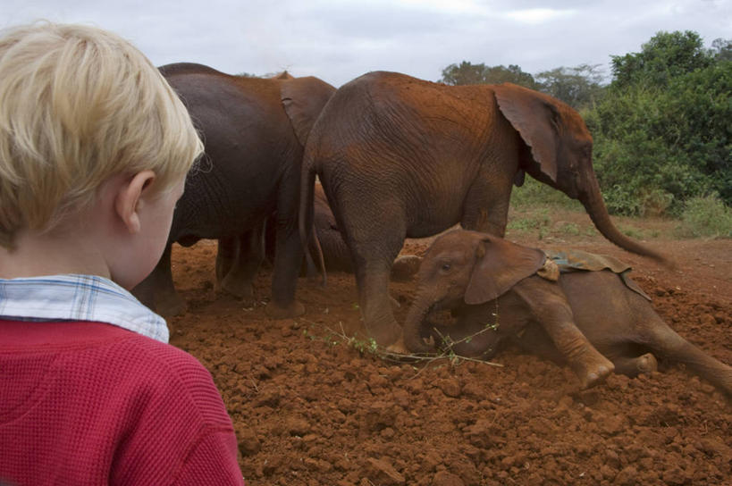 儿童,动物园,横图,室外,旅游,度假,哺乳动物,野生动物,非洲,肯尼亚,行人,游客,游人,非洲象,首都,娱乐,路人,旅客,红色,动物,享受,休闲,放松,摄影,生态,灰尘,环境保护,东非,过客,奈洛比,孤儿,男孩,男性,象,彩图