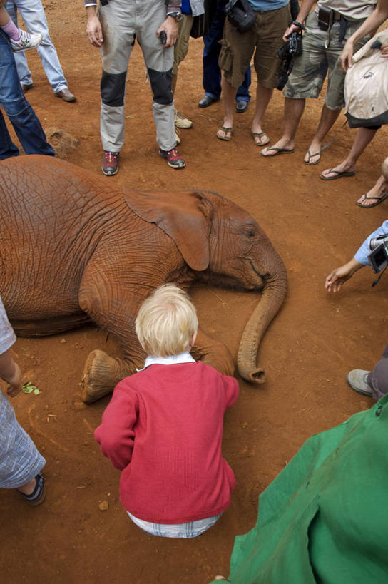 儿童,动物园,竖图,室外,旅游,度假,哺乳动物,野生动物,非洲,肯尼亚,行人,游客,游人,非洲象,首都,娱乐,路人,旅客,红色,动物,享受,休闲,放松,摄影,生态,灰尘,爱抚,环境保护,东非,过客,奈洛比,孤儿,男孩,男性,象,彩图