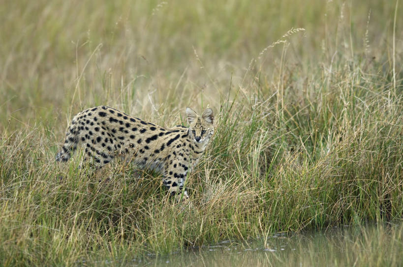 无人,横图,室外,哺乳动物,野生动物,非洲,肯尼亚,捕食,地形,自然,动物,平原,摄影,考古学,迁徙,伪装,薮猫,野生动物保护区,东非,自然保护区,彩图,马赛马拉国家保护区,马赛人
