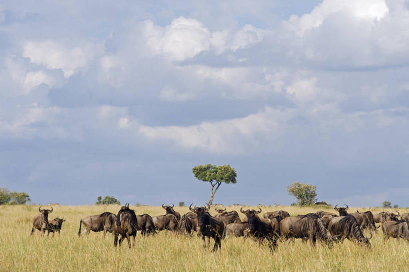 无人,横图,室外,哺乳动物,野生动物,非洲,肯尼亚,地形,动物,平原,摄影,迁徙,非洲大羚,野生动物保护区,东非,自然保护区,蓝牛羚,彩图,马赛马拉国家保护区,马赛人