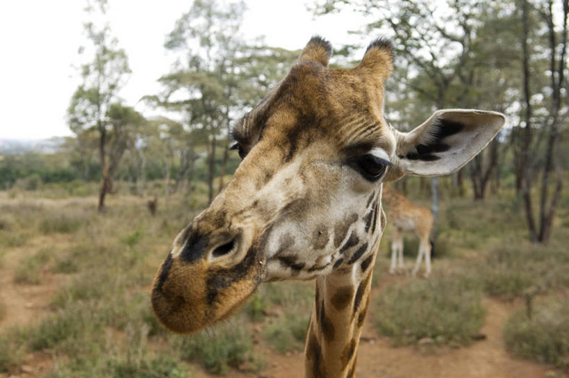 无人,横图,侧面,旅游,哺乳动物,长颈鹿,野生动物,非洲,肯尼亚,首都,动物,摄影,环境保护,东非,奈洛比,颈,彩图,旅行