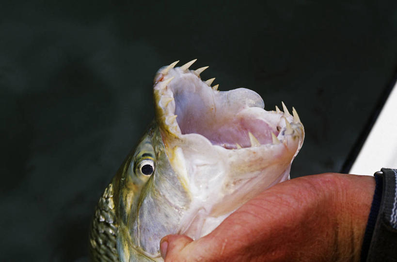 无人,横图,室外,河流,非洲,纳米比亚,鱼类,打开,摄影,惊奇,开启,赞比西河,卡普里维地带,彩图,钓鱼