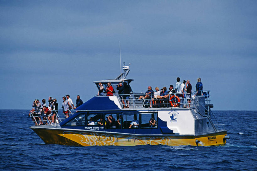 横图,旅游,度假,探险,旅途,海洋,船,新西兰,行人,游客,游人,路人,旅客,自然,摄影,观光船,新西兰南岛,过客,彩图