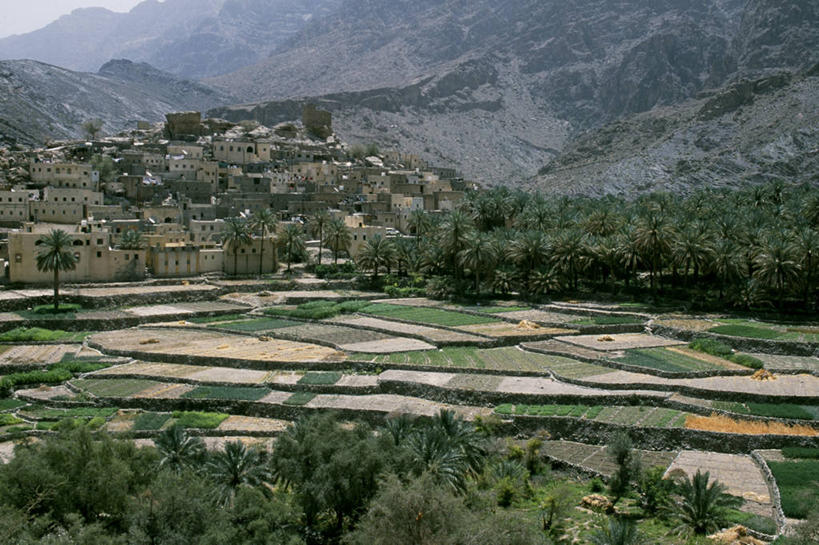 无人,横图,室外,农业,梯田,阿曼,地形,乡村,树,摄影,波斯湾,海枣树,彩图