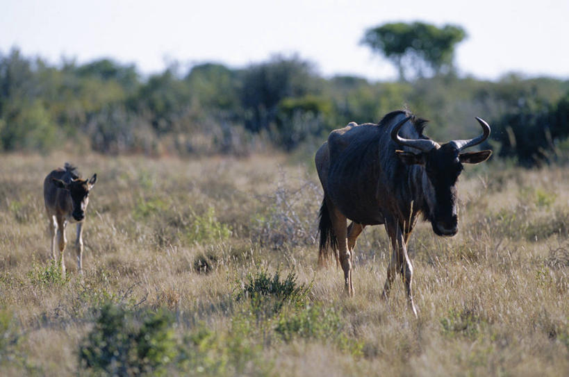 无人,横图,室外,哺乳动物,野生动物,非洲,南非,羚羊,自然,动物,平原,摄影,考古学,非洲大羚,野生动物保护区,自然保护区,东开普省,蓝牛羚,彩图