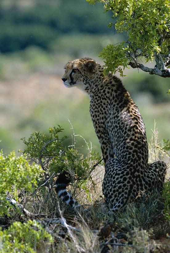 无人,竖图,室外,哺乳动物,野生动物,非洲,南非,捕食,标记,自然,动物,看,转,摄影,观看,考古学,猫科动物,野生动物保护区,自然保护区,东开普省,式样,非洲猎豹,猎豹,彩图