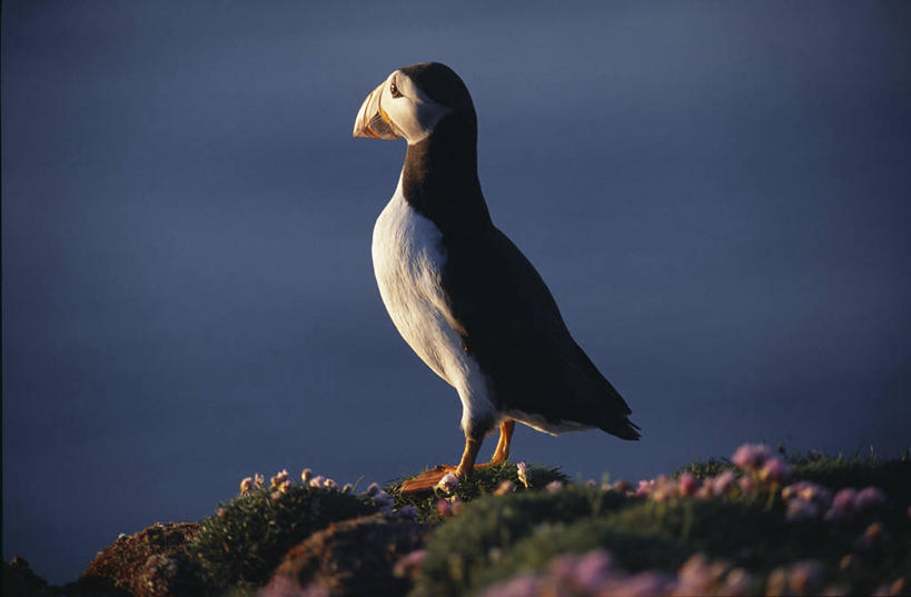 无人,横图,海鸟,野生动物,英国,欧洲,鸟类,苏格兰,看,摄影,考古学,西欧,等,大不列颠,角嘴海雀,大不列颠及北爱尔兰联合王国,大不列颠及爱尔兰联合王国,苏格兰王国,奥克尼群岛,设得兰群岛,彩图,大不列颠王国,大英帝国,联合王国,日不落帝国