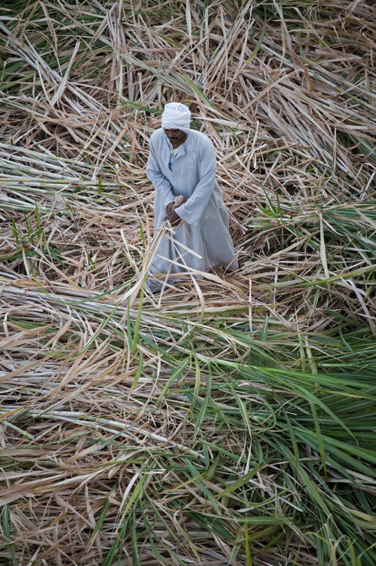 成年人,一个人,农民,农场,竖图,室外,农业,农作物,尼罗河,非洲,巴基斯坦,埃及,亚洲,仅一个男性,工作,田地,糖,甘蔗,金融,摄影,收获,中东,南亚,北非,埃及文化,巴基斯坦伊斯兰共和国,男人,彩图,传统服装,传统文化,约旦河西岸地区,埃及卢克索