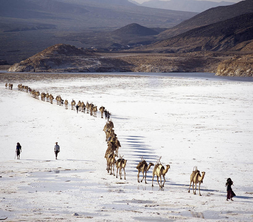 横图,室外,沙漠,火车,哺乳动物,野生动物,非洲,吉布提,阴影,地形,骆驼,动物,家畜,运输,摄影,驼峰,盐湖,跟随,盐滩,彩图,传统文化,游牧民族