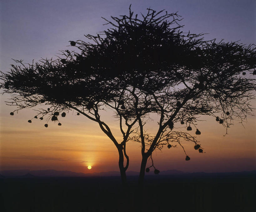 无人,横图,日出,非洲,肯尼亚,自然,安静,放松,摄影,宁静,剪影,金合欢树,彩图
