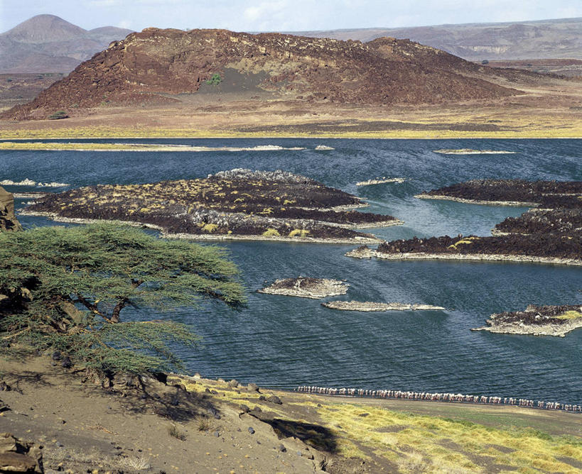无人,横图,室外,湖,水,哺乳动物,野生动物,非洲,肯尼亚,鸟类,岛,地形,自然,动物,平原,摄影,喂养,彩图,小火烈鸟