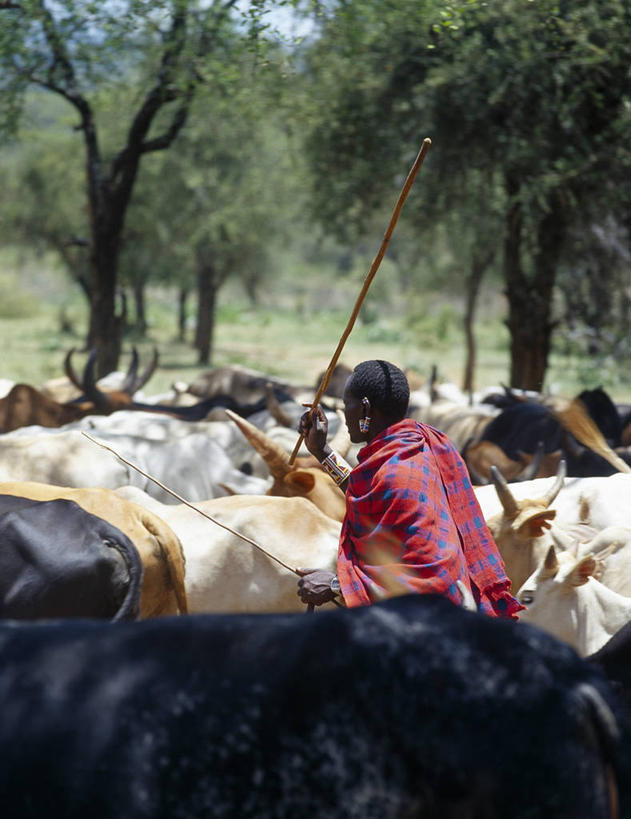 成年人,一个人,竖图,彩色,农业,牛,珠宝,非洲,肯尼亚,仅一个男性,红色,辫子,摄影,牲畜,发辫,五颜六色,麻花辫,色彩斑斓,五彩缤纷,非洲文化,牧人,五彩斑斓,五光十色,男人,发型,彩图,传统服装,马赛人