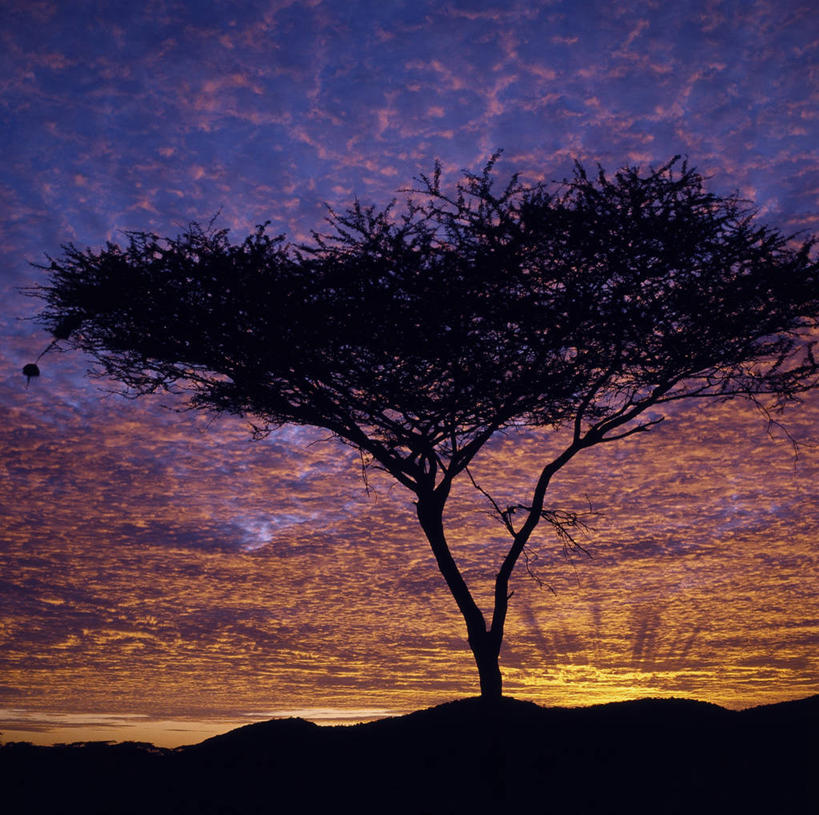 无人,横图,日出,植物,非洲,肯尼亚,黎明,树,蓝色,紫色,橙色,摄影,早晨,金合欢树,彩图