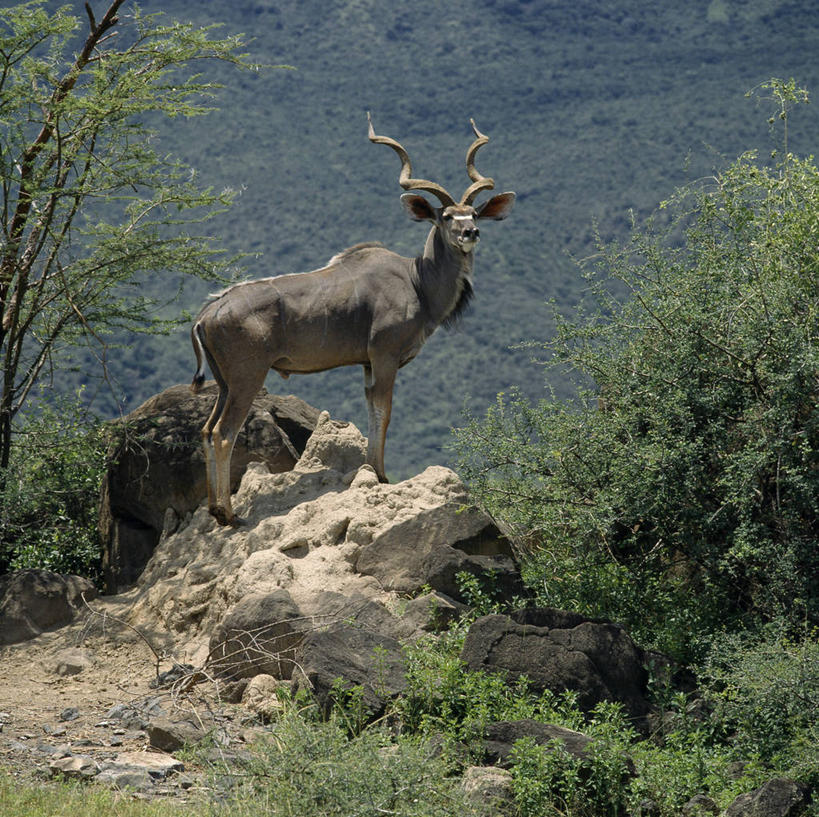无人,横图,室外,哺乳动物,野生动物,羊,非洲,肯尼亚,弯曲,羚羊,宏伟,自然,动物,可爱,摄影,活泼,考古学,柏哥利亚湖,彩图