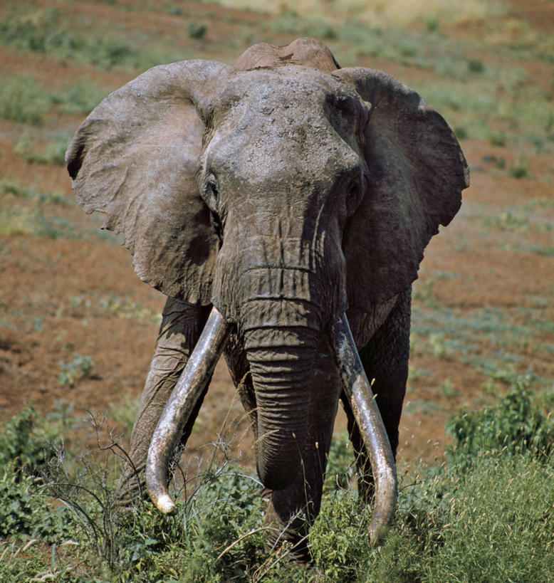 无人,公园,竖图,哺乳动物,野生动物,非洲,肯尼亚,长牙,非洲象,自然,动物,摄影,考古学,国家公园,阿非利加洲,肯尼亚共和国,马萨比特国家公园,象,彩图