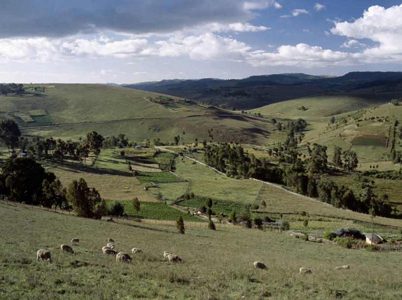 无人,农场,横图,室外,农业,牧场,山,牛,非洲,肯尼亚,地形,田地,摄影,牲畜,绵羊,彩图