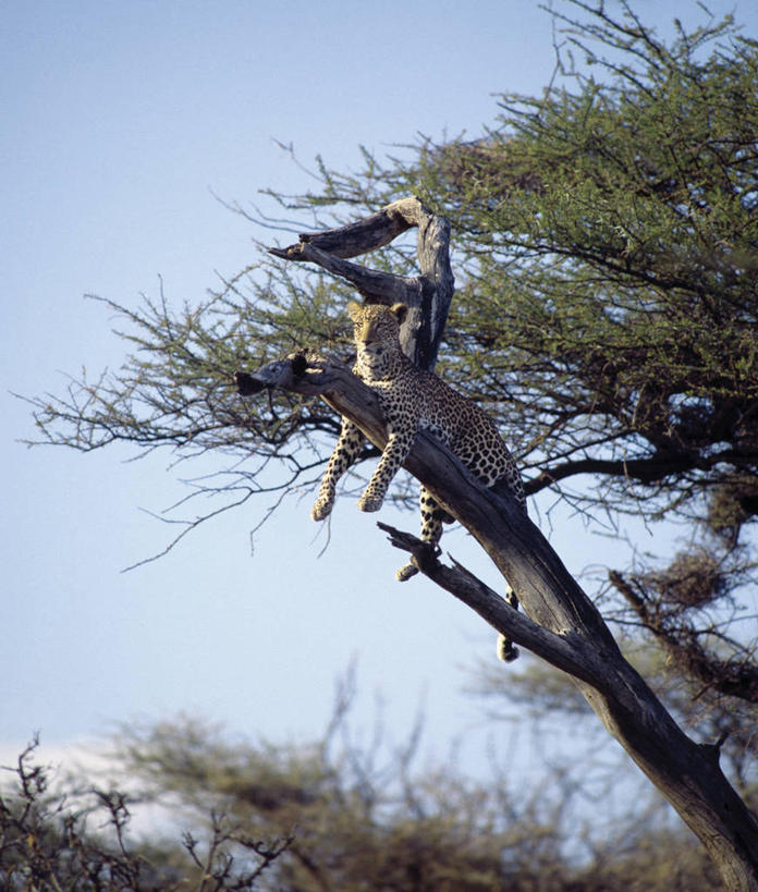 无人,竖图,室外,哺乳动物,野生动物,非洲,肯尼亚,捕食,枝,树,自然,动物,休息,放松,摄影,栖息,考古学,美洲豹,监视,非洲豹,野生动物保护区,自然保护区,彩图,动物行为