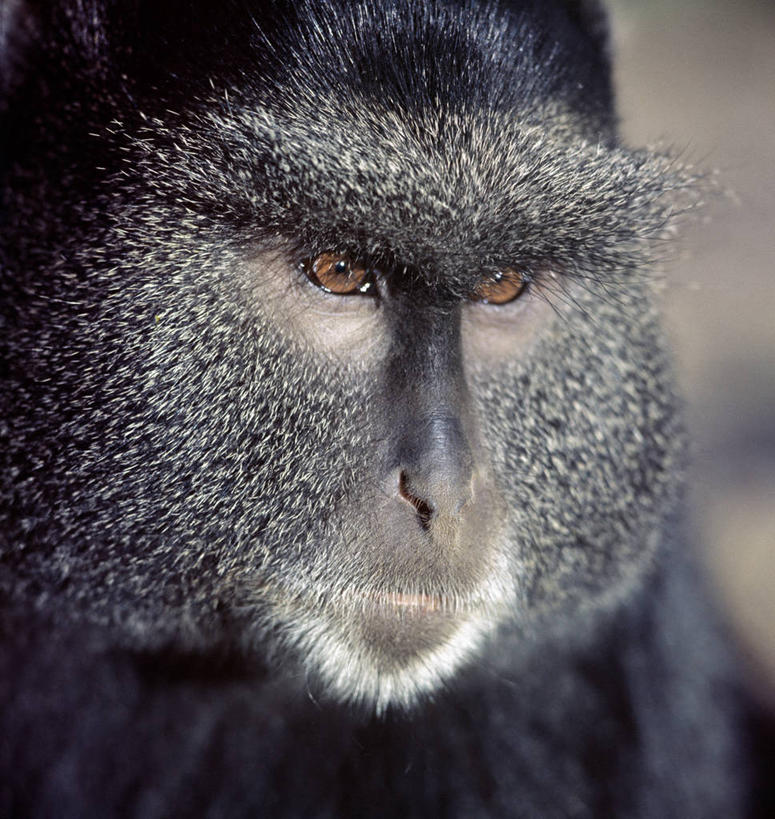 无人,竖图,哺乳动物,猴,野生动物,猴子,非洲,肯尼亚,尾巴,动物,可爱,摄影,活泼,考古学,肖像,灵长目,彩图