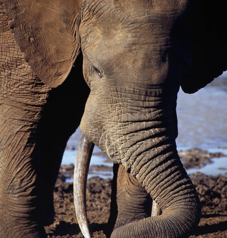 无人,竖图,室外,哺乳动物,野生动物,象牙,非洲,肯尼亚,长牙,非洲象,自然,动物,摄影,挖掘,考古学,酷,国家公园,野生动物保护区,自然保护区,象,彩图,动物行为