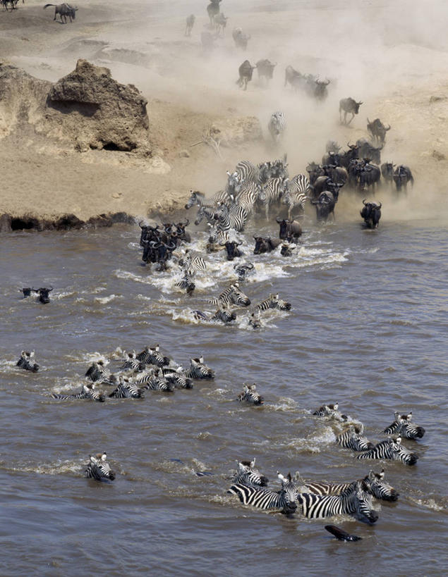 游泳,无人,竖图,室外,风险,河流,斑马,哺乳动物,马,野生动物,非洲,肯尼亚,涉水,流水,自然,动物,运输,愤怒,摄影,牲畜,考古学,迁徙,非洲大羚,蓝牛羚,白须牛羚,恐惧,危险,彩图,马赛马拉国家保护区,横越