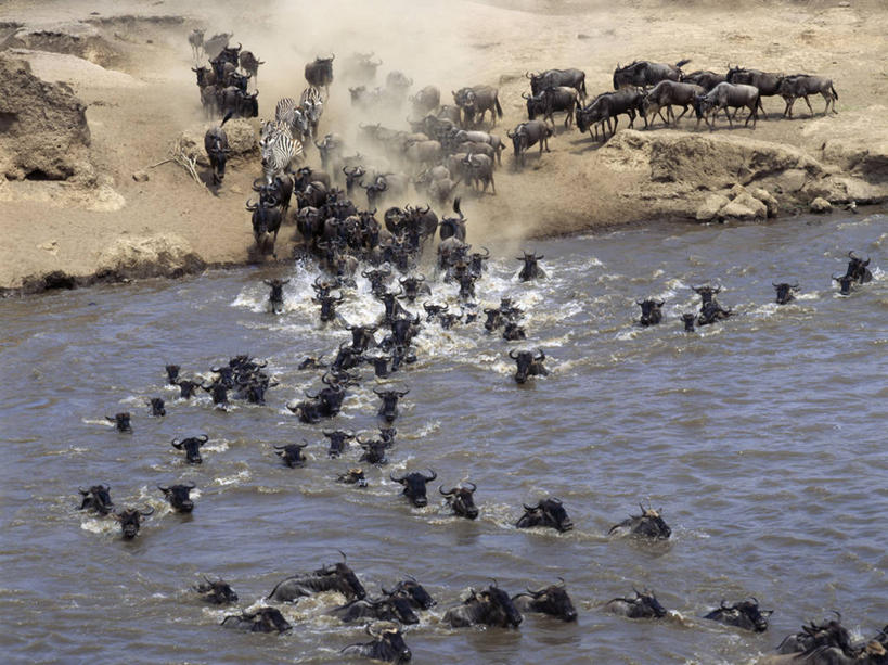 游泳,无人,横图,室外,风险,河流,斑马,哺乳动物,马,野生动物,非洲,肯尼亚,涉水,流水,自然,动物,运输,愤怒,摄影,牲畜,考古学,迁徙,非洲大羚,蓝牛羚,白须牛羚,恐惧,危险,彩图,马赛马拉国家保护区,横越