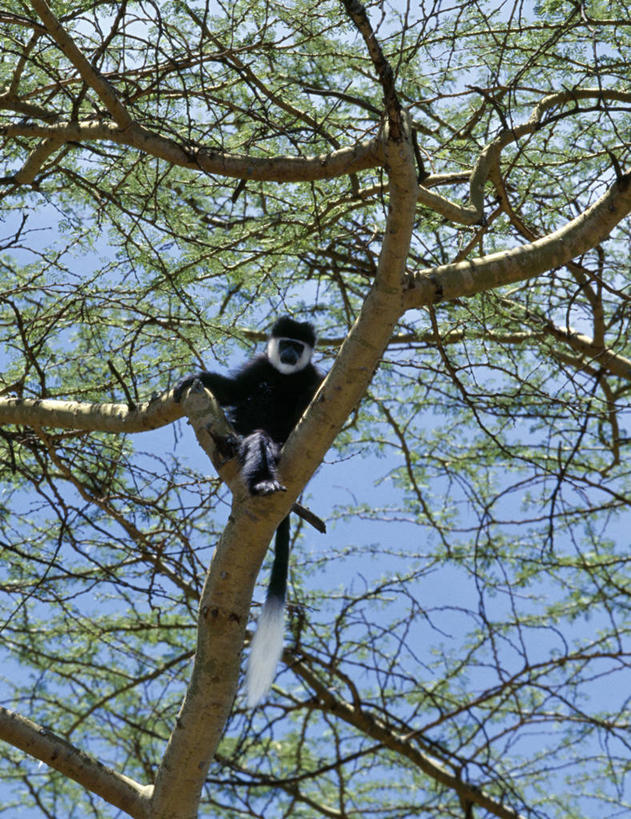 无人,攀登,竖图,室外,哺乳动物,野生动物,猴子,非洲,肯尼亚,自然,动物,摄影,栖息,观看,考古学,国家公园,叶猴,树梢,野生动物保护区,金合欢树,纳库鲁,彩图