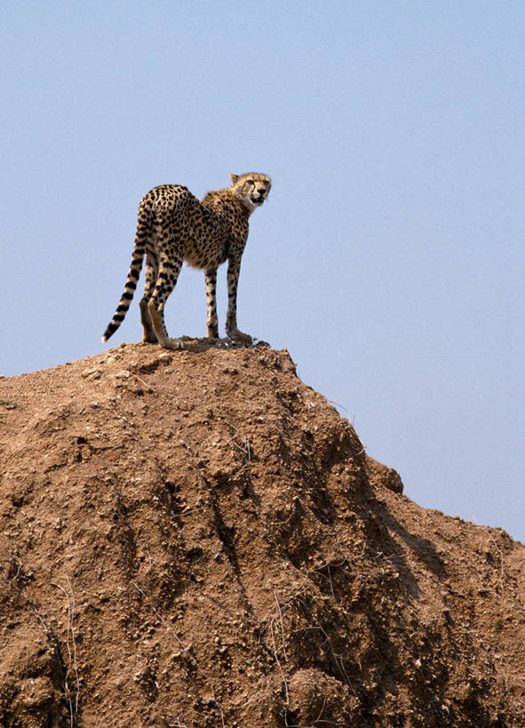 无人,站,竖图,正面,哺乳动物,野生动物,非洲,肯尼亚,捕食,斑点,动物,看,摄影,野猫,伪装,野生动物保护区,岩石,猎豹,彩图,马赛马拉国家保护区
