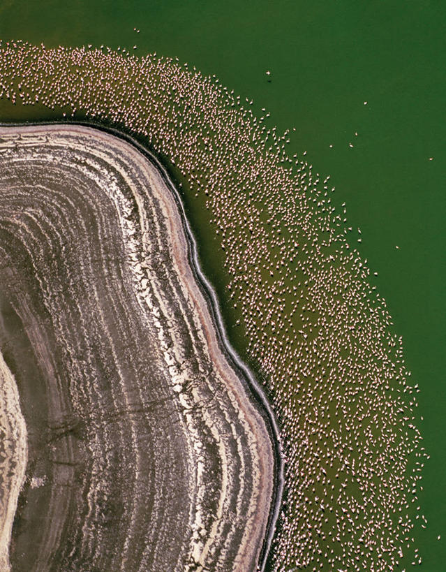 无人,竖图,俯视,航拍,室外,湖,水,非洲,肯尼亚,火烈鸟,鸟类,海岸线,粉色,绿色,颜色,摄影,鸟瞰,柏哥利亚湖,彩图,高角度拍摄,小火烈鸟