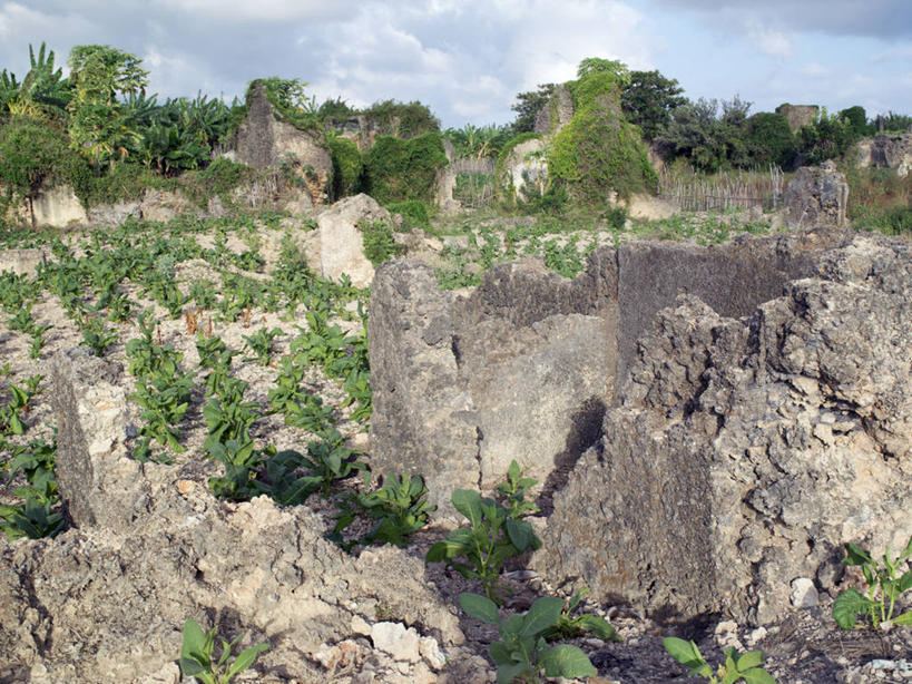 无人,横图,室外,农业,非洲,肯尼亚,破碎,珊瑚,田地,破坏,馅饼,破损,摄影,粉碎,损坏,毁坏,法式食品,摧毁,烟草,彩图