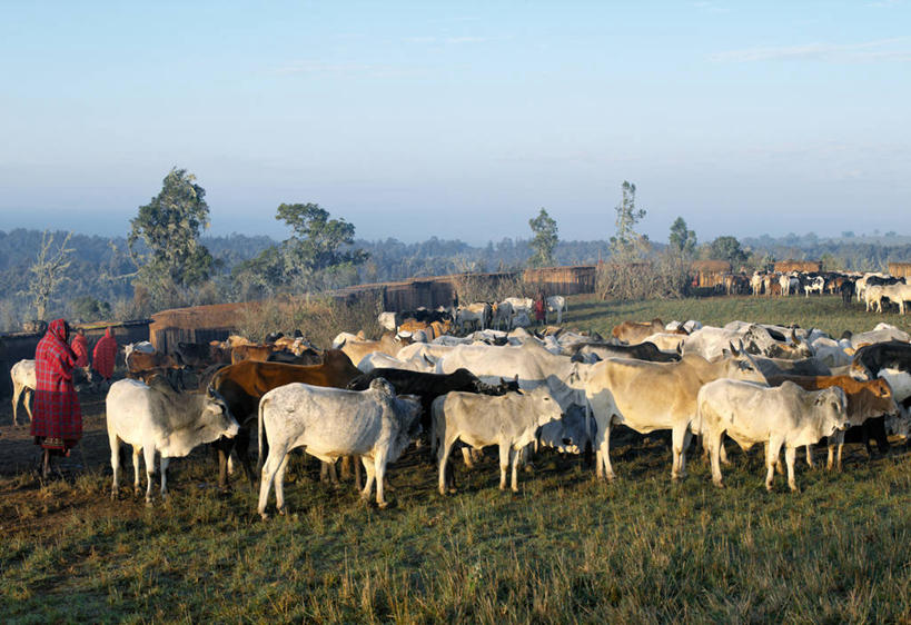 横图,农业,牛,非洲,肯尼亚,雪松,社区,摄影,牲畜,非洲文化,苏格兰高地,彩图,传统文化