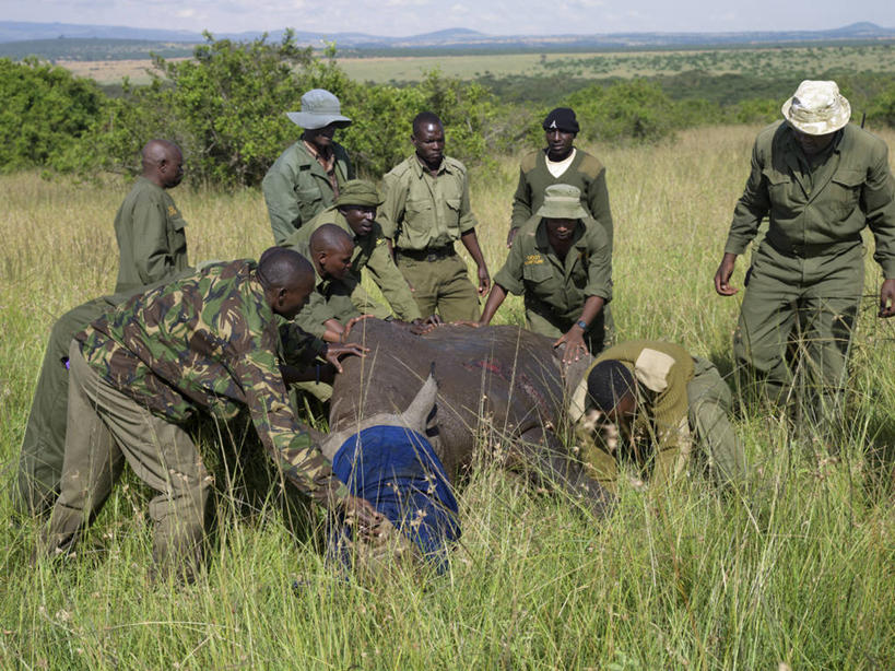 成年人,横图,野生动物,非洲,肯尼亚,动物,摄影,黑犀牛,濒危物种,男人,犀牛,彩图,风帽,护林员
