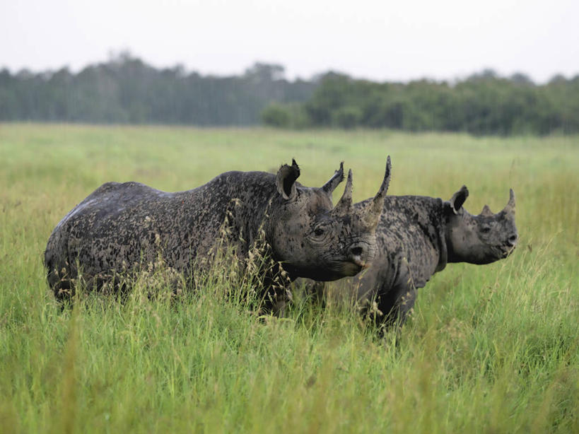 无人,横图,雨,暴风雨,野生动物,非洲,肯尼亚,动物,摄影,黑犀牛,野生动物保护区,濒危物种,犀牛,彩图,马赛马拉国家保护区