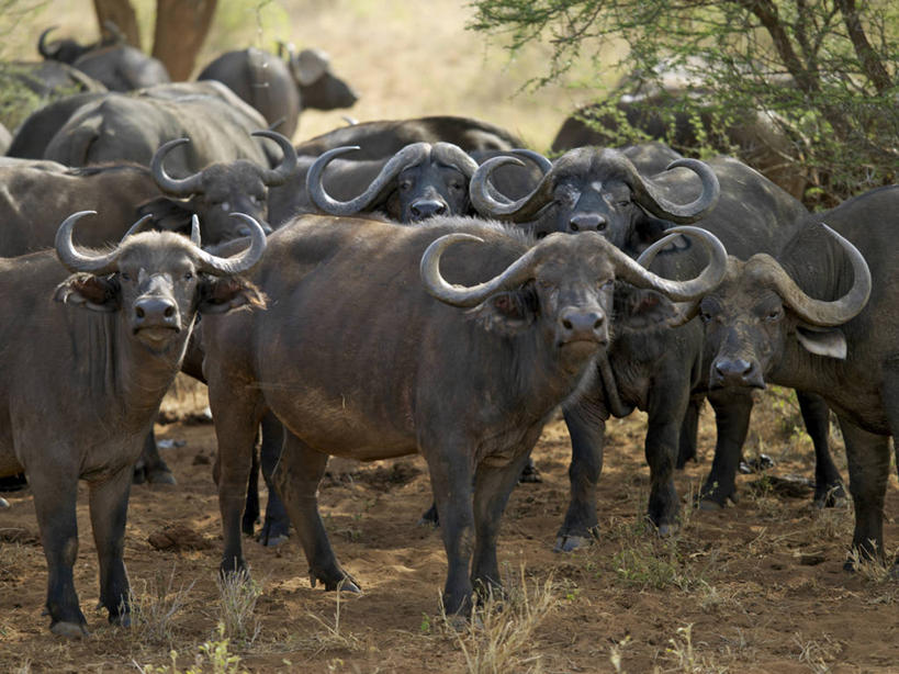 无人,横图,室外,哺乳动物,野生动物,非洲,肯尼亚,动物,摄影,国家公园,非洲水牛,彩图