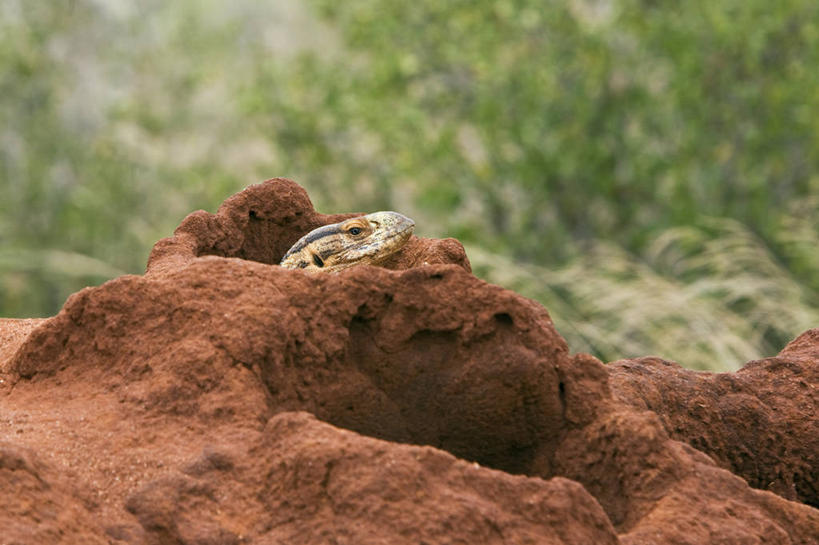 无人,横图,室外,野生动物,蜥蜴,非洲,肯尼亚,地形,自然,动物,平原,摄影,国家公园,石龙子,泉龙,猪婆蛇,四脚蛇,蜴,野生动物保护区,巨蜥,东非,自然保护区,红土,彩图