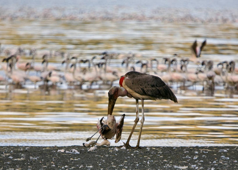 无人,横图,室外,白天,湖,水,非洲,肯尼亚,一群,许多,火烈鸟,鸟类,地形,海岸线,很多,粉色,摄影,保护,东非,喂养,自然保护区,非洲秃鹳,柏哥利亚湖,碱,彩图,小火烈鸟